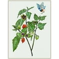 thumbnail image 2 of Wang, Melissa 15x18 White Modern Wood Framed Museum Art Print Titled - Cape Gooseberry I, 2 of 4