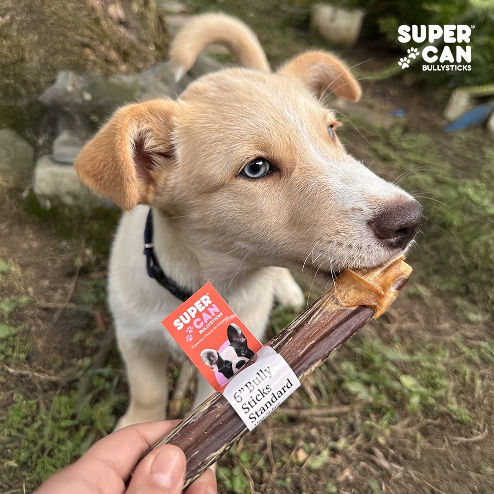 Long Lasting Bully Sticks for Dogs 6" Standard 10 pcs Bag