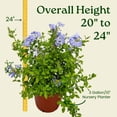 thumbnail image 3 of Tropical Plants of Florida 20" to 24" Imperial Blue Plumbago Plant; Flower Bush, Full Sunlight, Growers Pot, 3 of 6