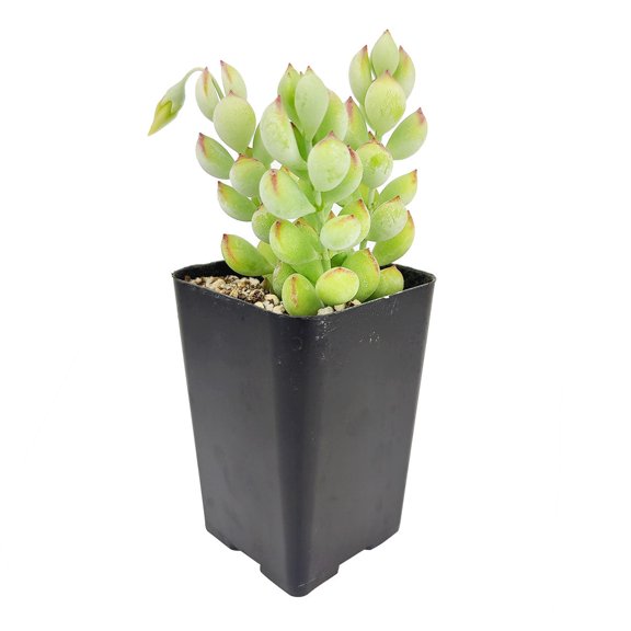 Cotyledon Pendens | Succulents Gift Guide & Care | Home Decoration - 2.5 inch