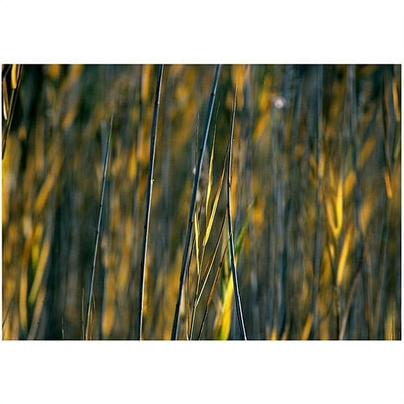 Trademark Art "Prairie Grass I" Canvas Art by Kurt Shaffer, 22x32