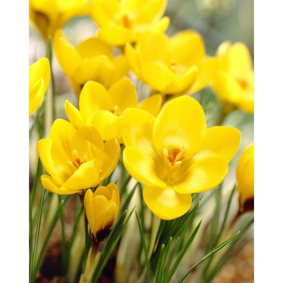 Yellow Crocus Bulbs for Planting - Beautiful Yellow Spring Blooms Usher in The Prosperous Season to Come (10 Bulbs)