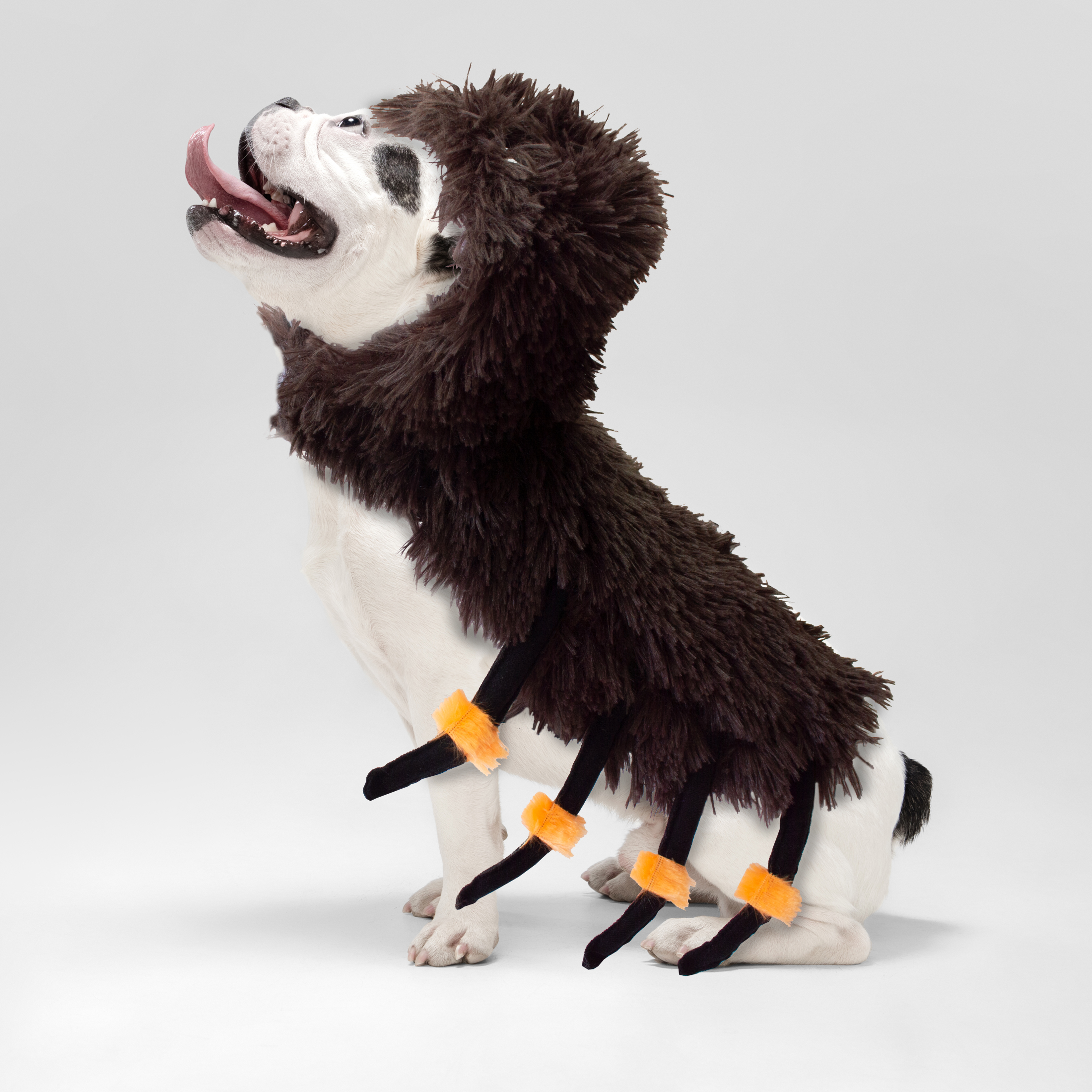 California Costume Collections Black Widow Spider Pet Costume – Sizes XS To L – Unisex Dog Halloween Outfit