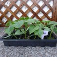 thumbnail image 4 of CHAO Juego de 5 mini bandejas de semillas, bandeja de cultivo, bandeja de plántulas de invernadero, bandeja de plántulas de 24 agujeros con tapa para siembra y germinación, 4 of 5