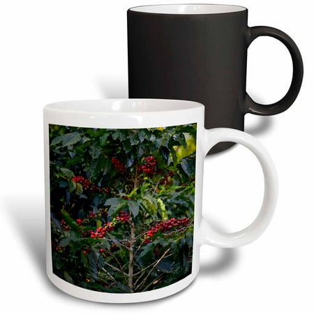 

3dRose El Salvador Central America Ataco Coffee El Carmen Estate. Magic Transforming Mug 11oz