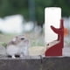 thumbnail image 2 of EeaseMX Cuenco de agua automático para gatos, dispensador de agua para conejos y perros, suministro para mascotas, 2 of 8