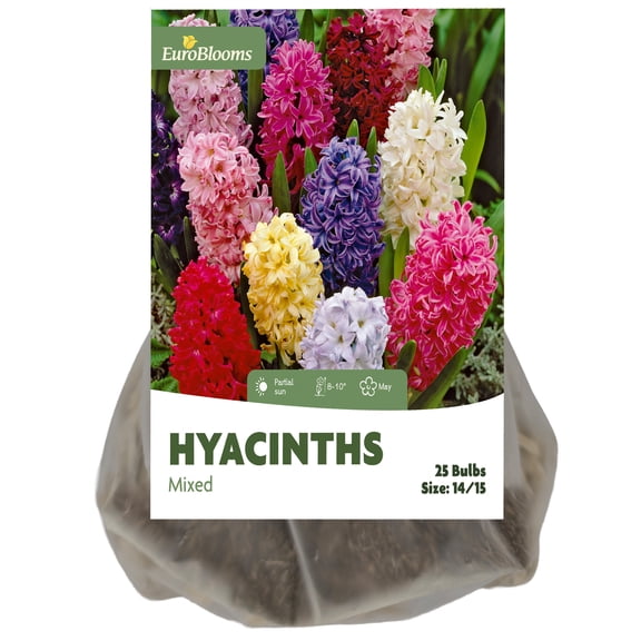 EuroBlooms Mixed Hyacinths Flower Bulbs (25ct)