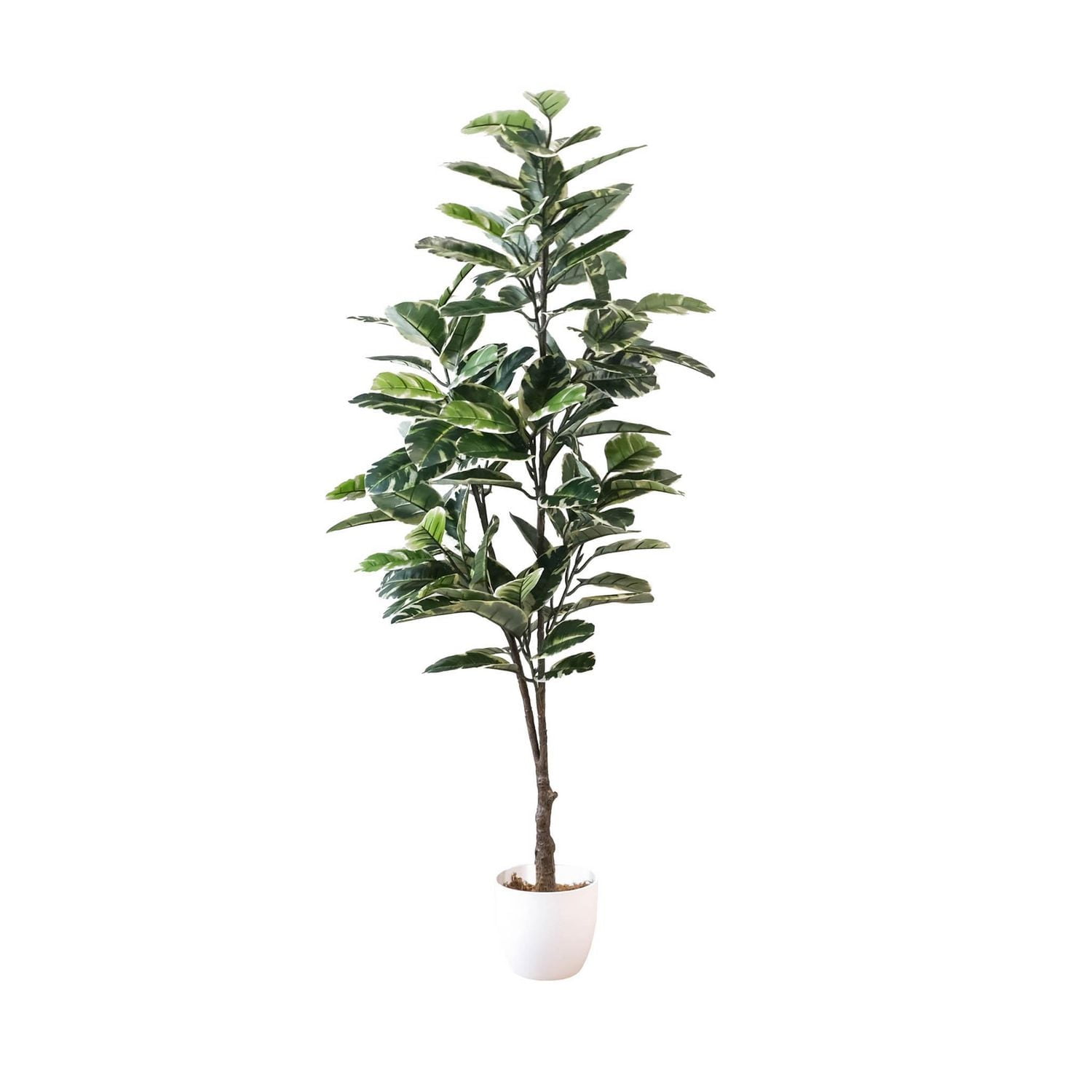 Ficus Lyrata Tree, 72.83"H