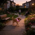 thumbnail image 6 of FeiFu LED Pet Collar for Dogs Double Optical Fiber Luminous Collar USB Rechargeable Glow in the Dark Collar Adjustable Safety Collar for Night Walking, 6 of 6