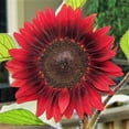 thumbnail image 3 of TomorrowSeeds - Red Sun Sunflower Seeds - 600+ Count - For 2026 Planting Maroon Burgundy Gold, 3 of 7