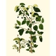 thumbnail image 3 of Unknown 12x14 Black Modern Framed Museum Art Print Titled - Olive Greenery V, 3 of 5