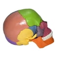 thumbnail image 4 of Cabeza Enseñanza Anatómica CUTICAT Cráneo Humano, 4 of 8