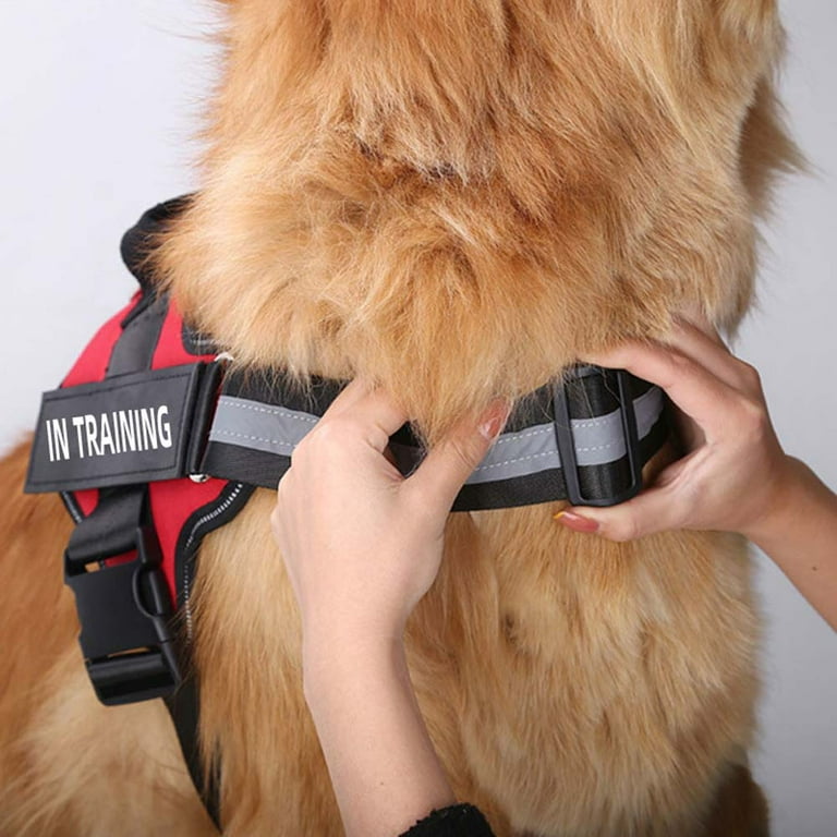 Dog harness hotsell with 3 straps