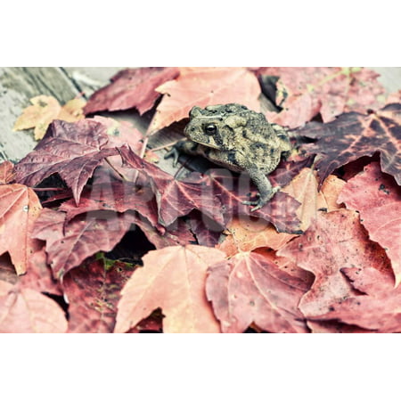 Toad in the Fall Leaves - Retro, Faded Print Wall Art By SHS