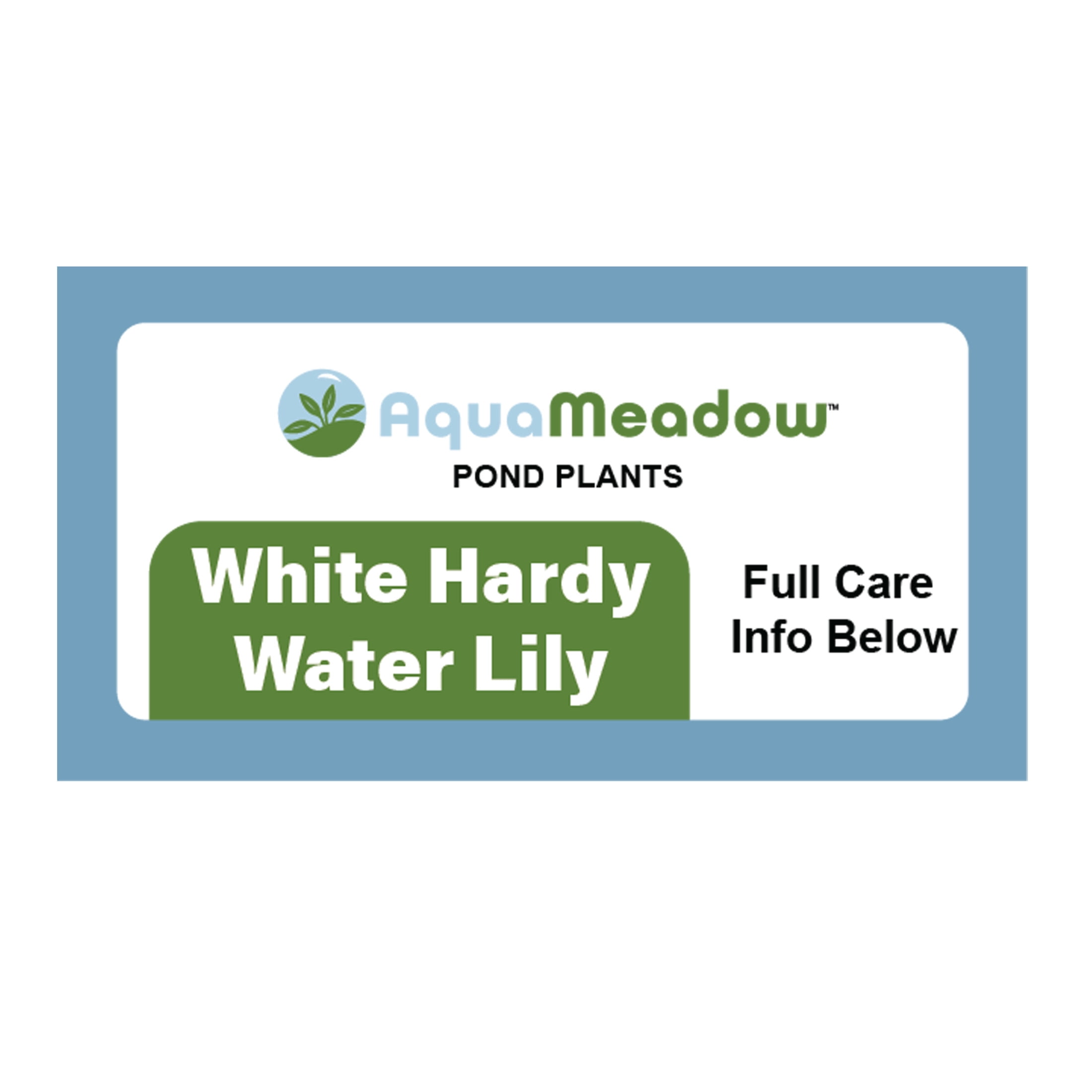 AquaMeadow White Hardy Water Lily