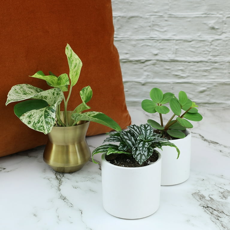 Pots for Indoor Plants - choose your best type based on how you water your  plants — Greenhouse Studio