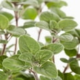 thumbnail image 2 of Expert Gardener 1PT Oregano Plant, Full Sun, 2 of 7