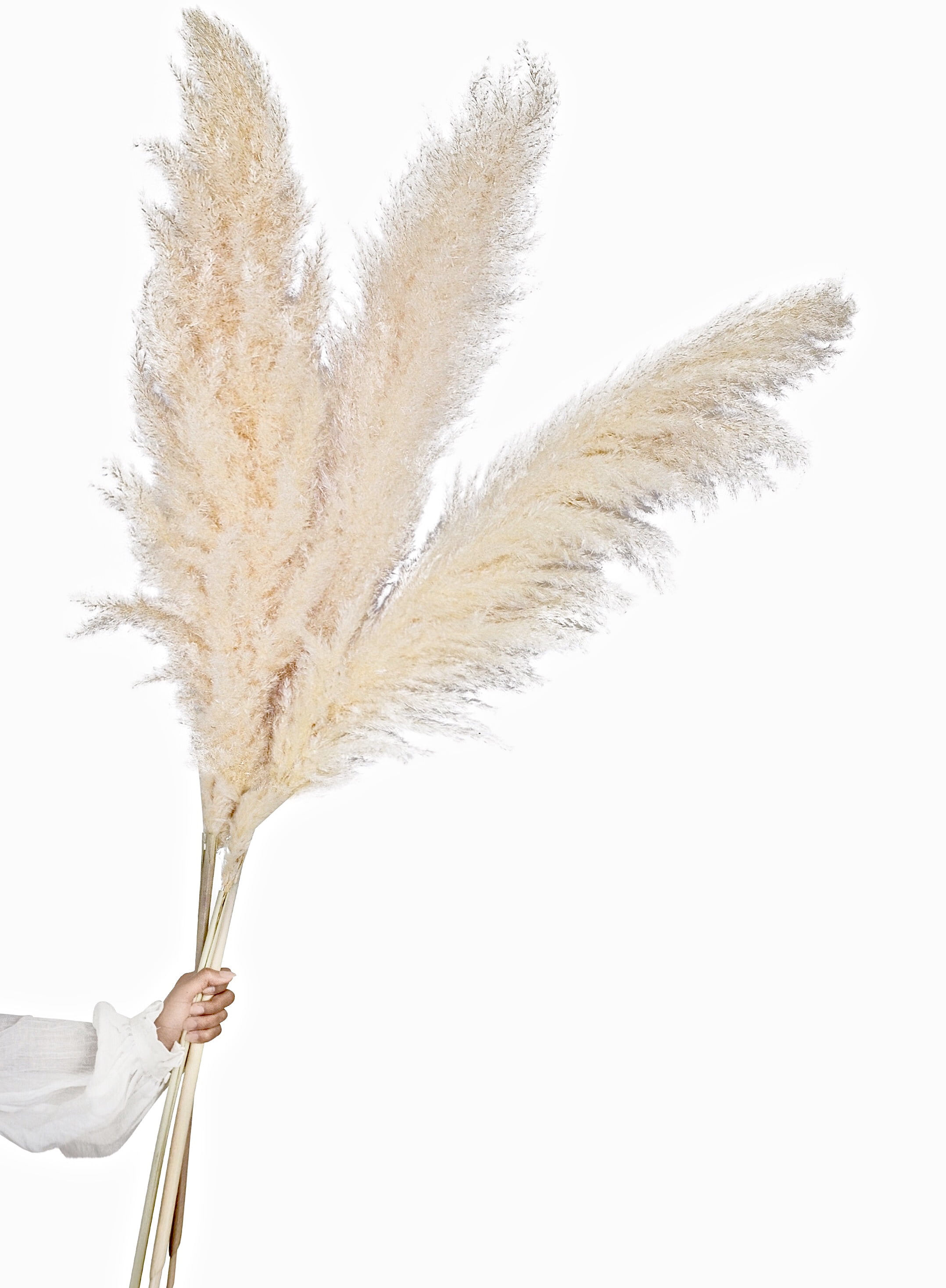 20 Stems Boho Style 24 INCHES LONG Natural Dried Pampas Grass FREE Shipping