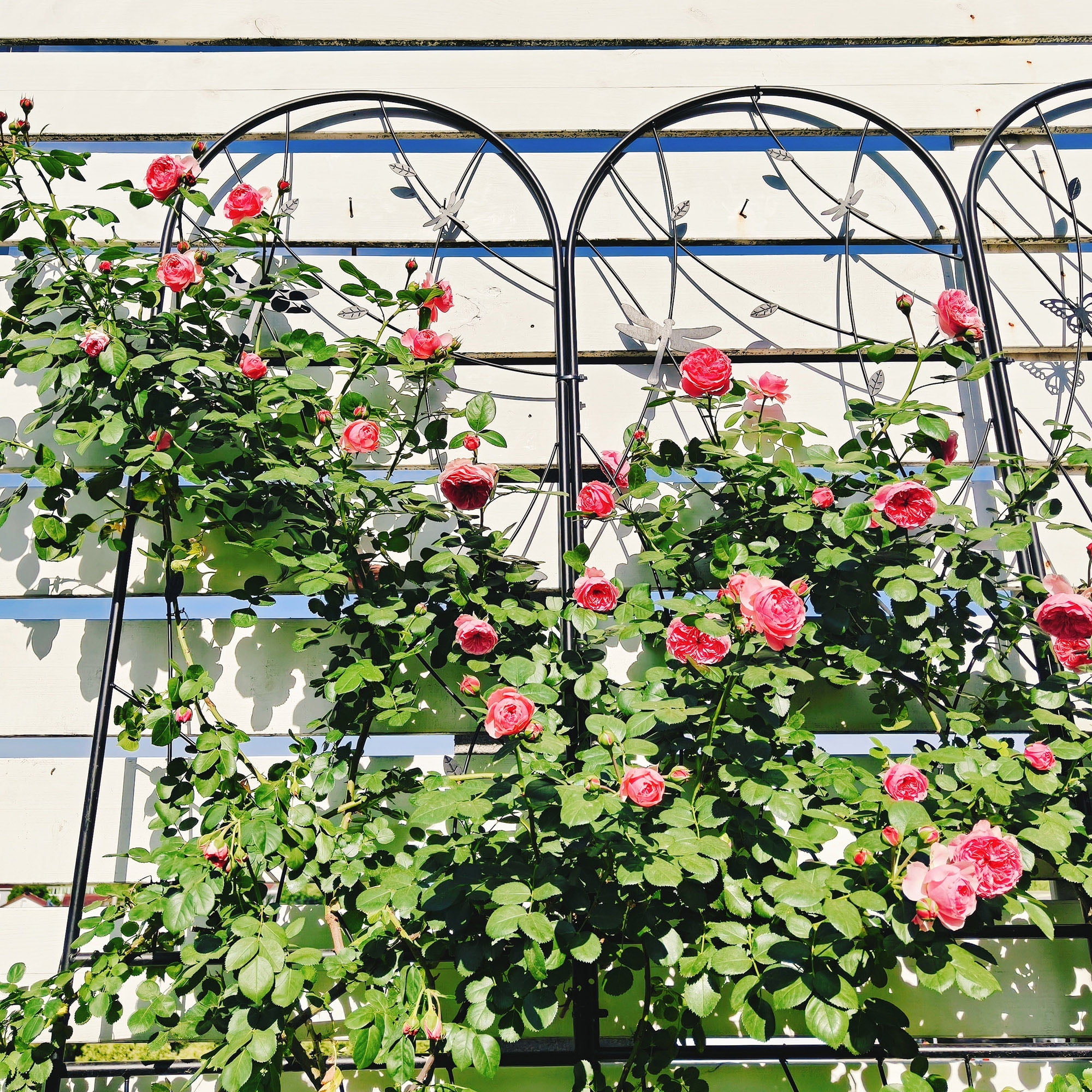 4 Pack 86" H Large Heavy Duty Garden Rustproof Iron Plant Trellis for Potted Plant Support Metal Climbing Rose Trellis Vine Vegetable Cucumber