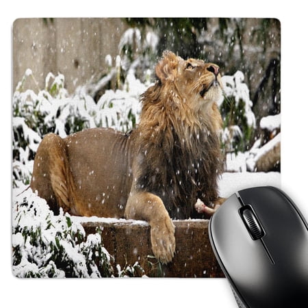 3dRose  Lion Watching Snow Flurries  MousePad price history on PriceWatchPro