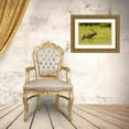thumbnail image 3 of Jaynes Gallery 18x13 Gold Ornate Wood Framed with Double Matting Museum Art Print Titled - Colorado-Rocky Mountain National Park Bull elk in field, 3 of 4