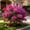 B, variant on Bougainvillea seeds easy for Garden,Ideal for Beds ,Borders, Plant Pots & Planters