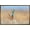Bronze Framed Version, variant on The Comedy Wildlife Photography Awards: Anup Deodhar - Rockstar Wall Poster, 14.725" x 22.375"