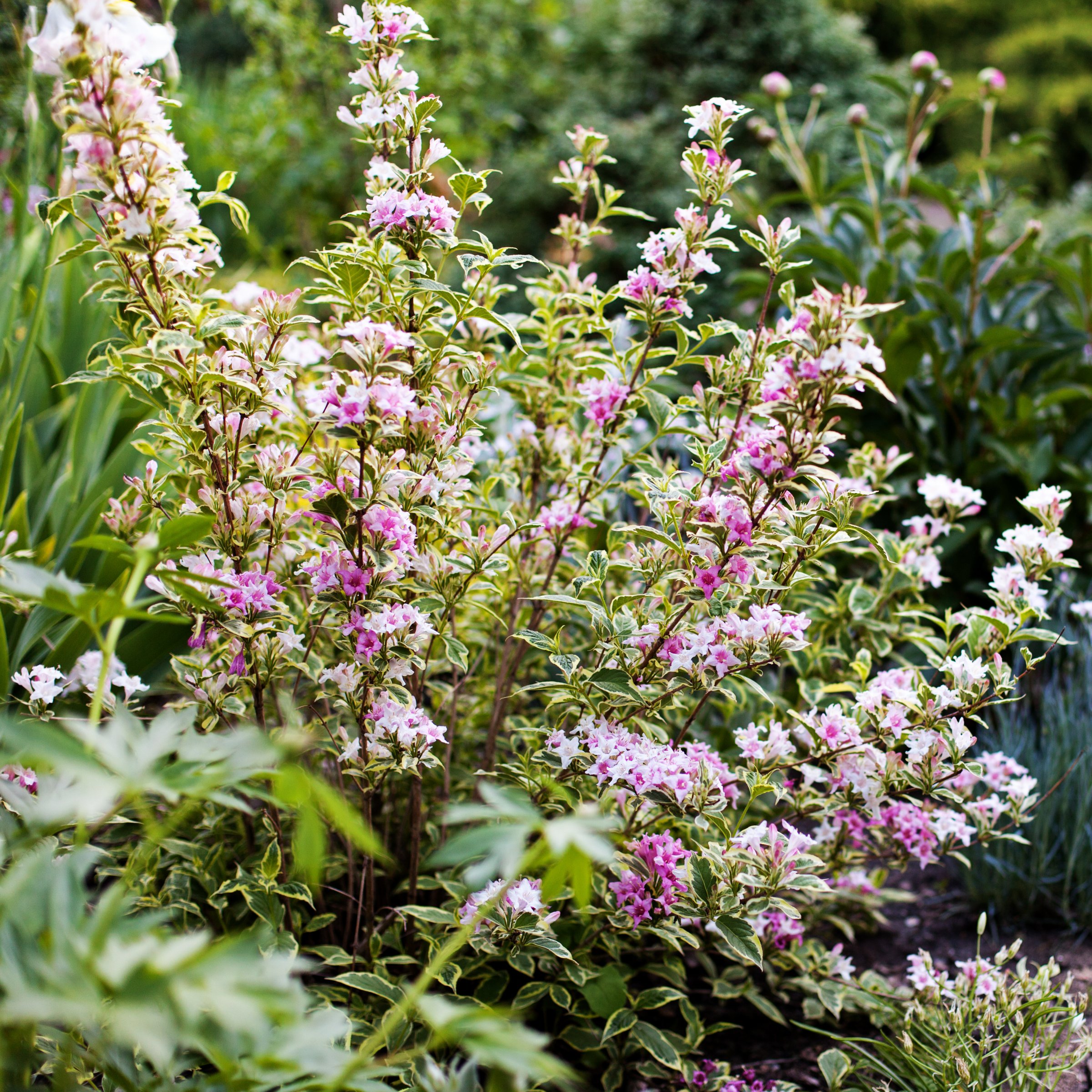 National Plant Network 4 in. Variegated Weigela Shrub (3-Pack)
