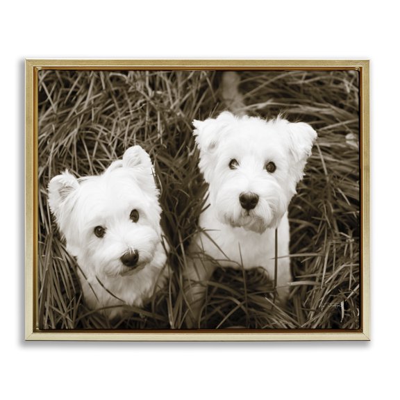 Stupell Industries Transitional White Terrier Puppies Gold Floating Frame Canvas Art, 21 x 17, by Jim Dratfield