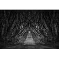thumbnail image 2 of Brown, Denise 32x23 Gold Ornate Wood Framed with Double Matting Museum Art Print Titled - Black And White Trees, 2 of 4