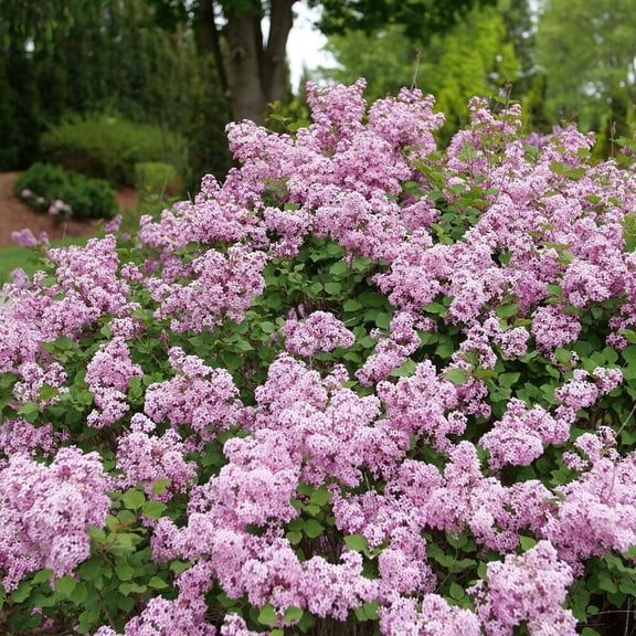 Bloomerang Purpink Lilac-Reblooming Variety-Fragrant Flowers  3 Gallon