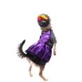 thumbnail image 2 of Disfraz Catrina P/Perro Talla 00 Color Morado/Negro Pet Pals Pet Pals CATR00, 2 of 6