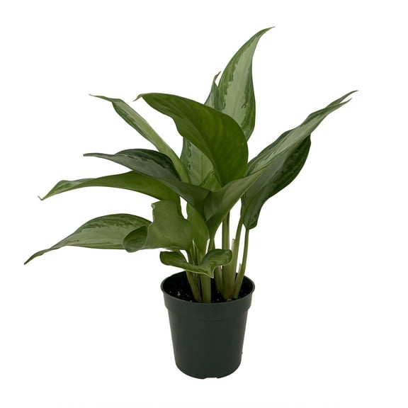 Silver Bay Chinese Evergreen Plant - Aglaonema - Low Light - 4" Pot