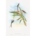 thumbnail image 2 of Gould, John 17x24 Black Modern Framed Museum Art Print Titled - Tharmastura enicura-Slender Shear-Tail, 2 of 4