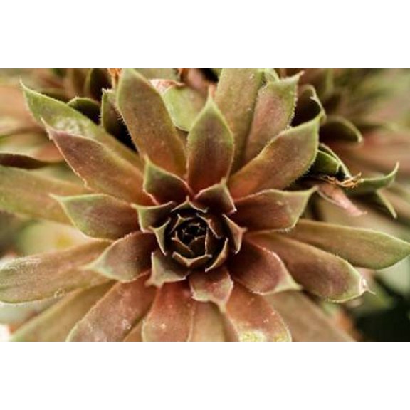 Sempervivum Royal Ruby Canvas Art - Erin Berzel (24 x 36)