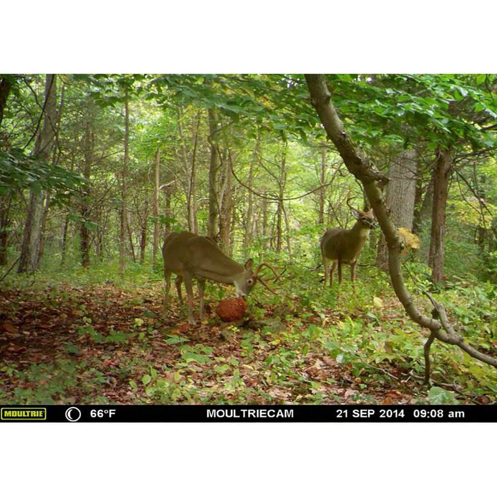 Moultrie Scouting Camera Candy Deer Attractant Feed 3.25lb Block 4 Pack 