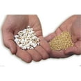 thumbnail image 3 of WHITE POPPING SORGHUM SEED,Grain, floral arrangements (dried or fresh flower)(3000 Seeds), 3 of 4