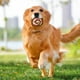 thumbnail image 4 of Perro de látex para masticadores. Juguete interactivo chirriante para perros pequeños. Función de sonido., 4 of 6