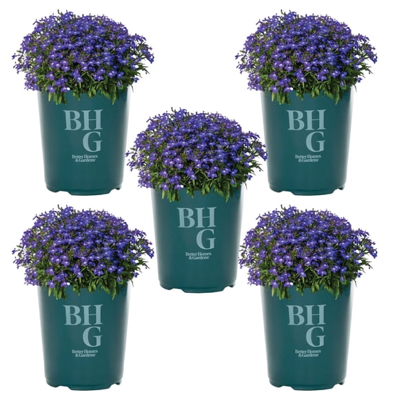 Better Homes & Gardens 1QT Blue Lobelia Live Annual Plant Sun 5-Pack