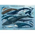 thumbnail image 1 of Whales & Dolphins - 6000-0082, 1 of 2