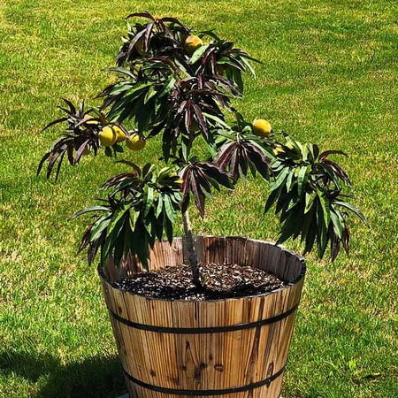 Brighter Blooms - Bonfire Patio Peach Tree, 1-2 ft. - No Shipping To AR,AZ,CA,ID,LA,OR,WA