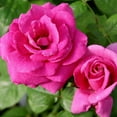 thumbnail image 2 of Heirloom Roses - Purple Beauty Hybrid Tea Rose Bush - Fragrant Roses Live Plants, 2 of 2