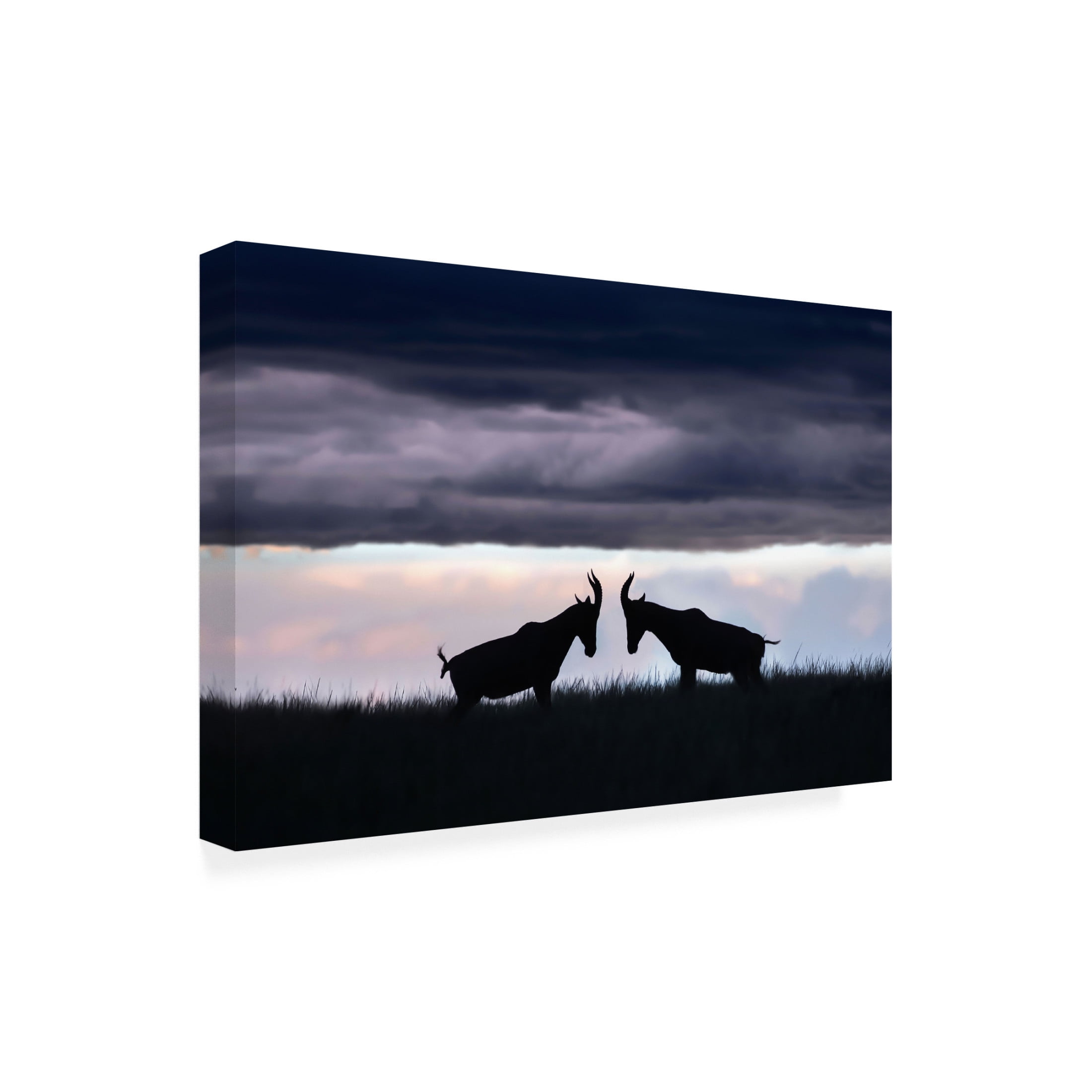 Trademark Fine Art Andrea Haase Ortega Topis fighting Canvas Wall Art