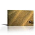 thumbnail image 1 of Darkling Beetle collecting dew on its back, Namibia - Contemporary Fine Art Giclee on Canvas Gallery Wrap - wall décor - Art painting - 36 x 24 Inch - Ready to Hang, 1 of 2