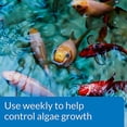 thumbnail image 2 of Botella de 9,46 litros Algae Control API POND ALGAEFIX, 2 of 5