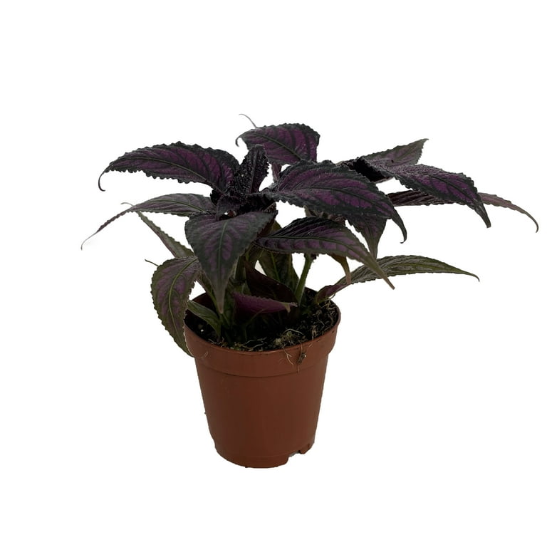 money tree pot Money Tree for Sale - Easy to Maintain House Plant - 6 Inch Pot