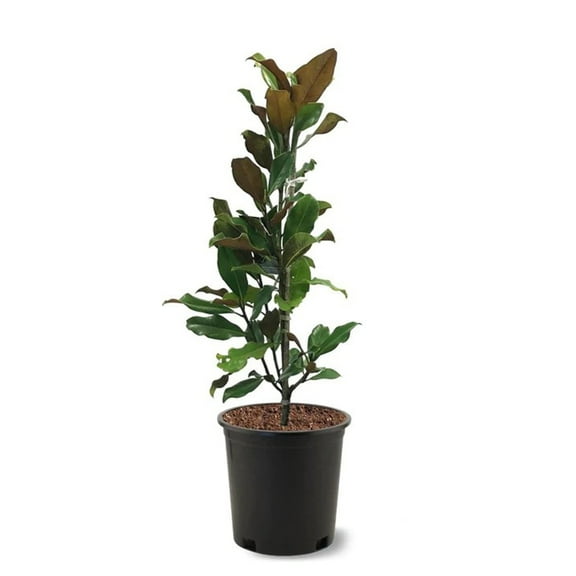Expert Gardener 1.5- 2 ft tall Bracken's Brown Beauty Southern Magnolia Live Tree in 3-Gallon Grower Pot