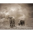 thumbnail image 3 of Ryan, Brooke T. 24x20 Black Modern Framed Museum Art Print Titled - Scottish Highland Cattle No. 2, 3 of 5