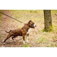 thumbnail image 4 of The Bestia "Crown" 2.8 inch wide leather dog collar, 4 of 4