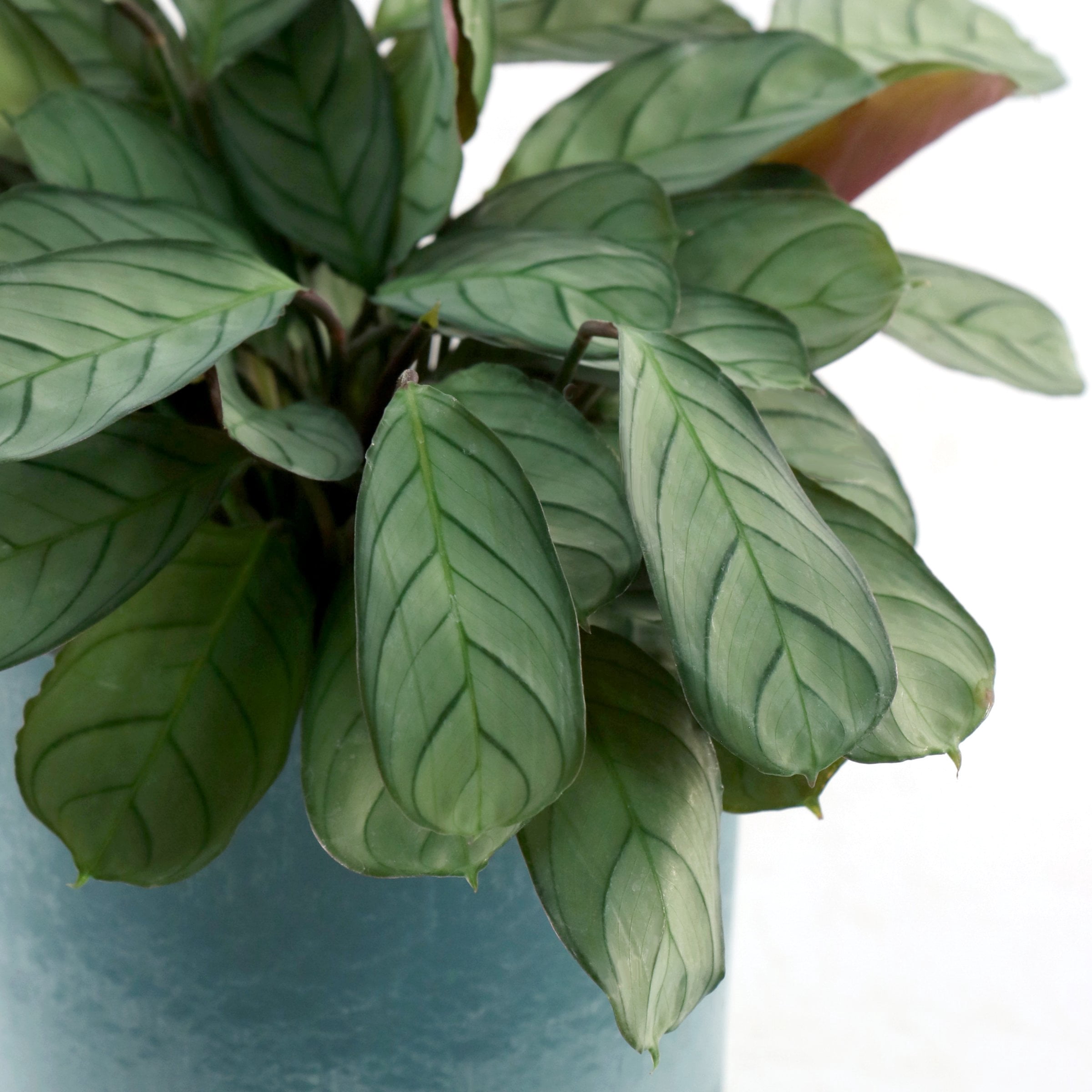 4 in. Calathea Amagris Plant in Grower Container (3-Pack)
